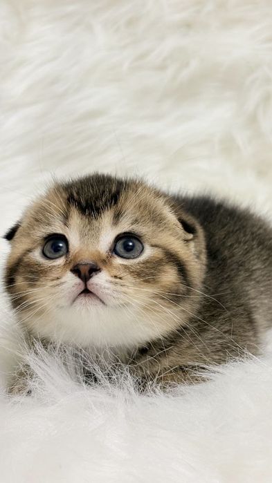 продаю котёнка девачку