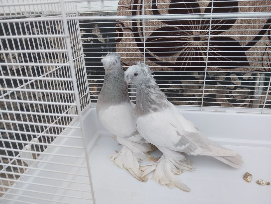 Продаются пепельные