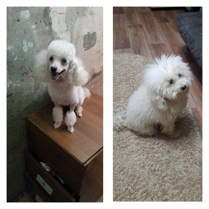 Стрижом кошек собак.