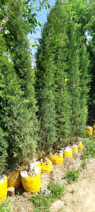 Можжевельник стрижка сотилади