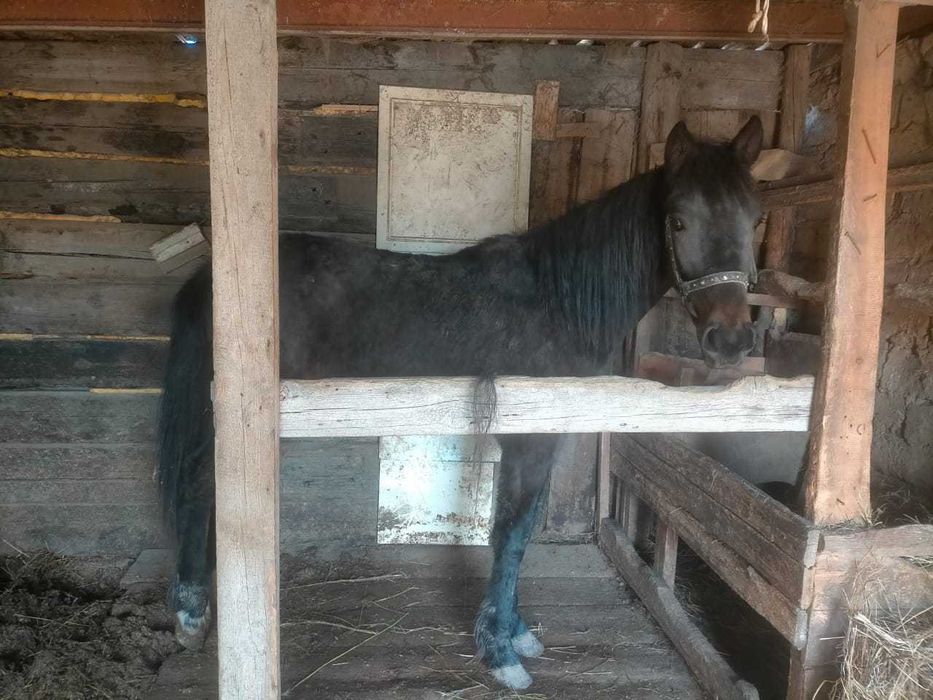 Продам жеребчика, 2 года.