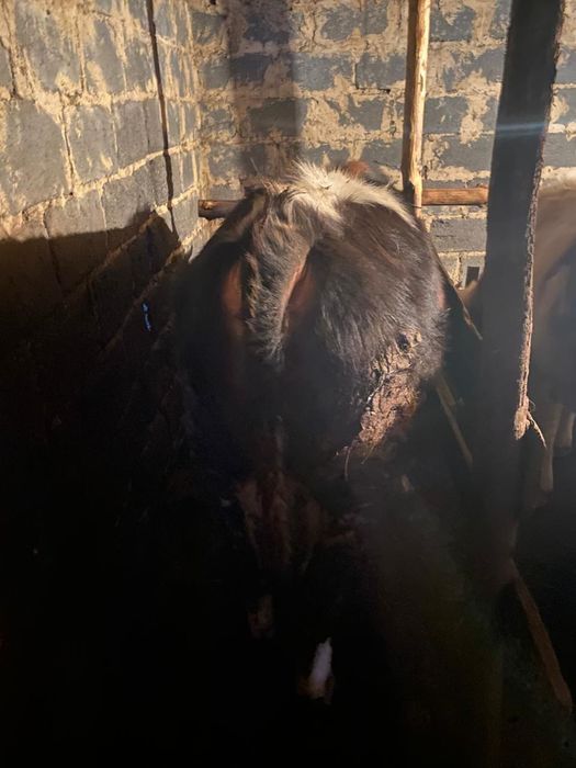 Бычок сатылады етке