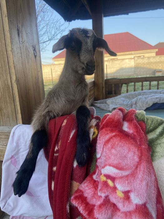 Сауын ешкі лағымен