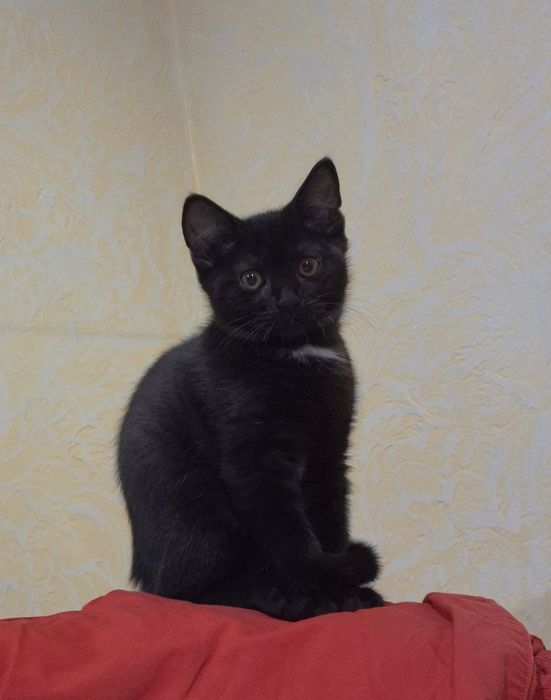 Котята шотландские с прямыми ушками.