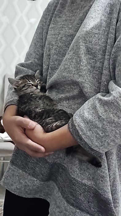 Отдам бесплатно котёнка