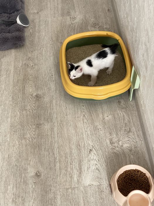 Котик, Mushuk bolasi