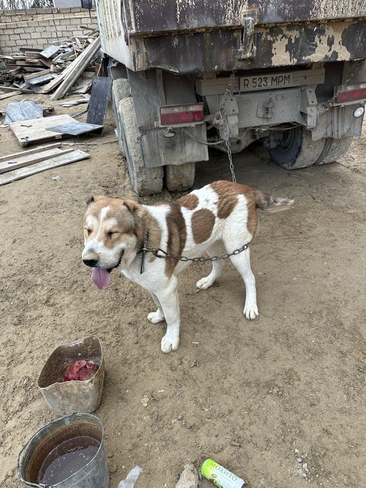 Шатастыруға ит бар алабай