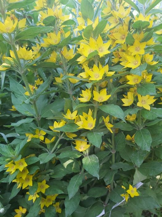 Саженцы вербейник