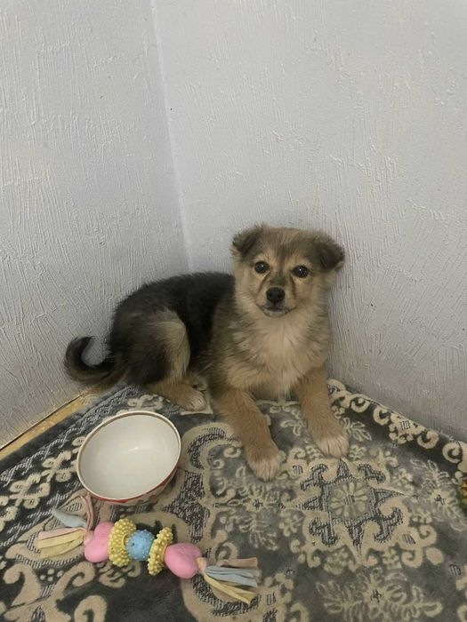 отдам даром щенка девочку