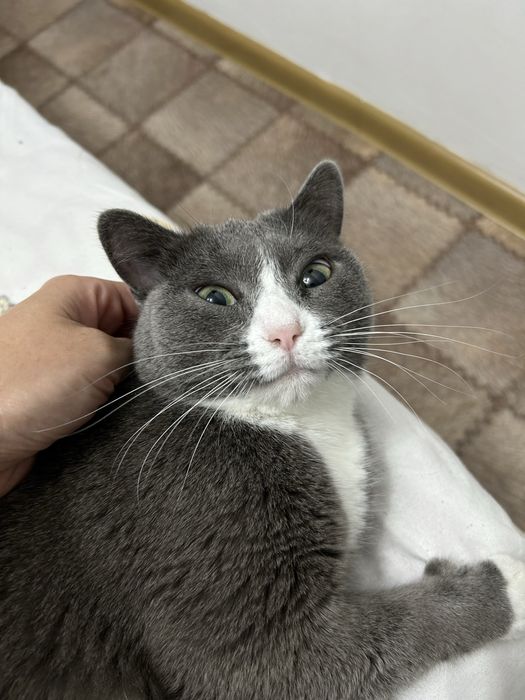 Отдам Кошку 2 года  6 мес.