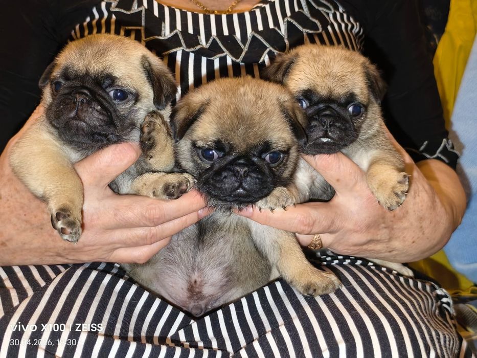 Очаровательные щенки мопса.