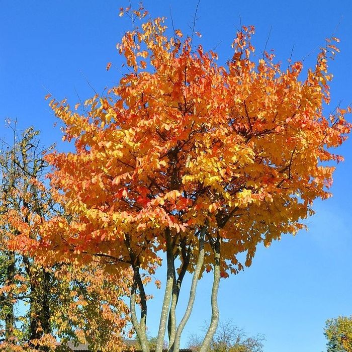 Arborele De Fier Persan