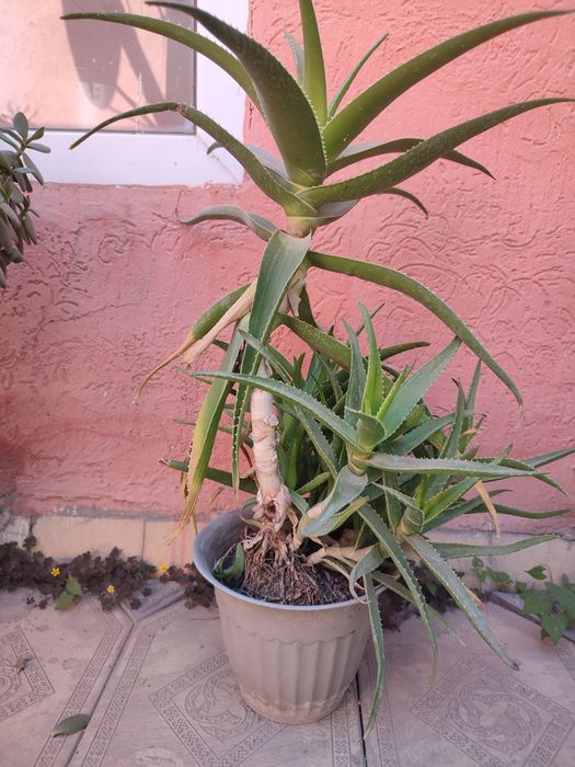 Цветы большие продам