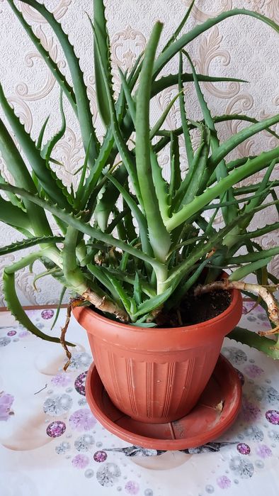 Комнатные  цветы