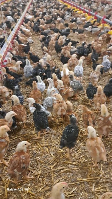 Vând pui mixti și de carne