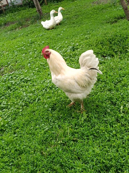 Продам 2 петуха 3 утки