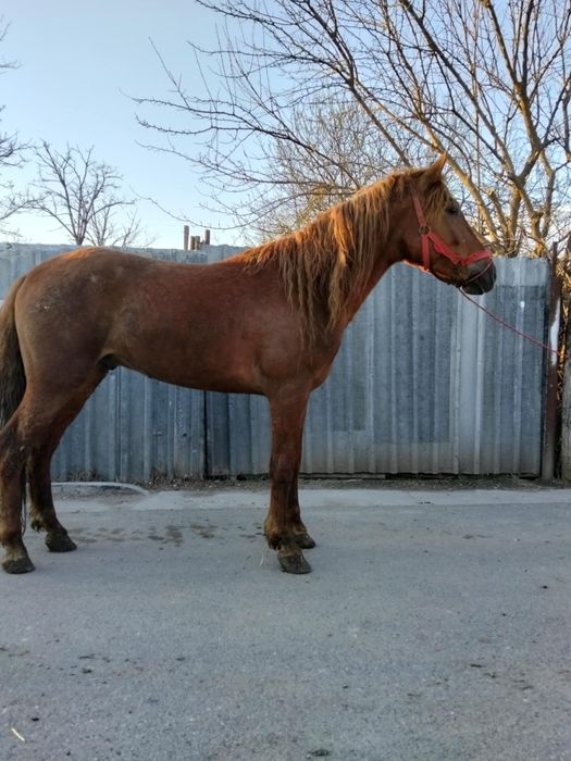 Vând un mânz de doi ani jumate ies cu trei în primăvară