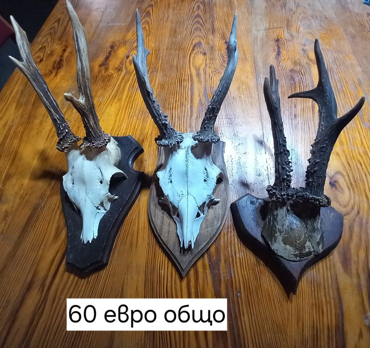 Рога от сръндак за декорация