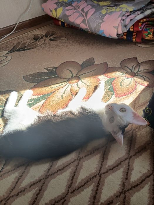 Котик отдам в хорошие руки