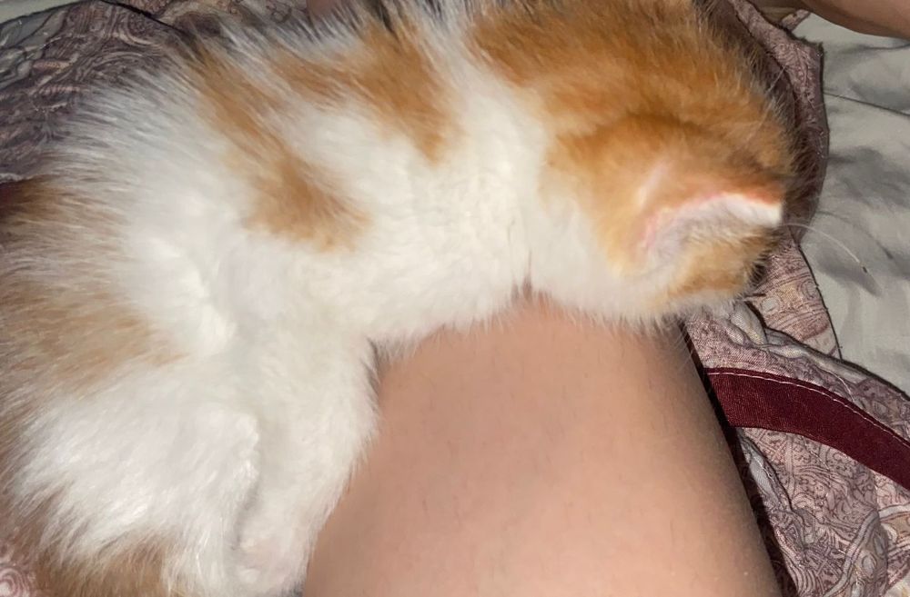 Отдам котенка в хорошие руки