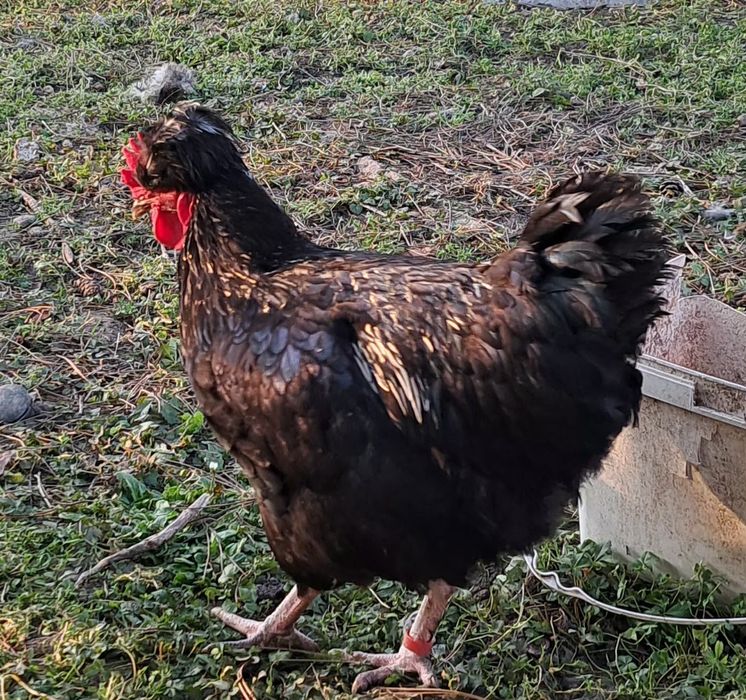 Петел Косовски певец