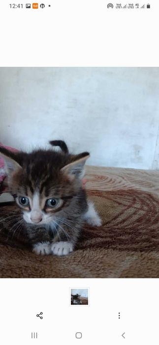 Отдам котят 1,5 месяца