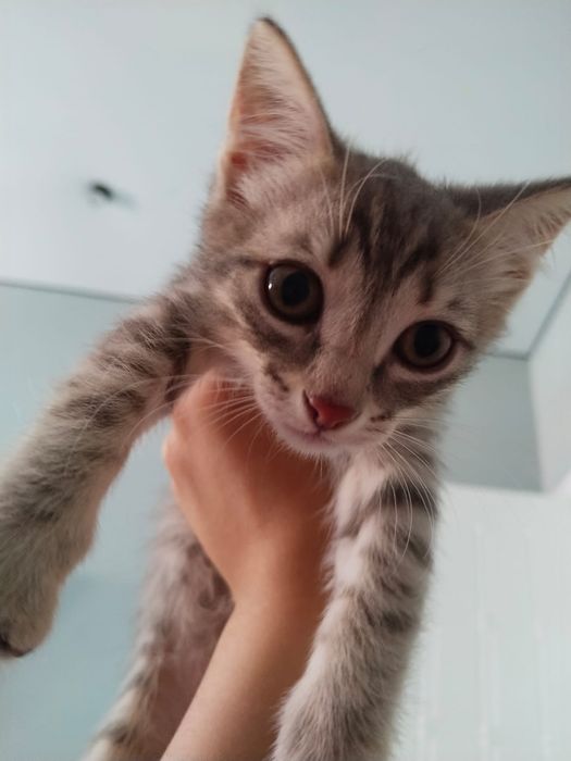 Котик шотланка милый котик