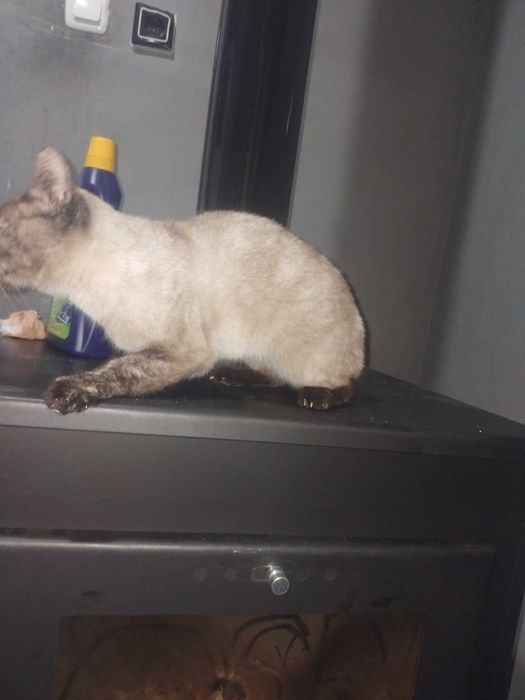Сиамска котка . Чистокръвна