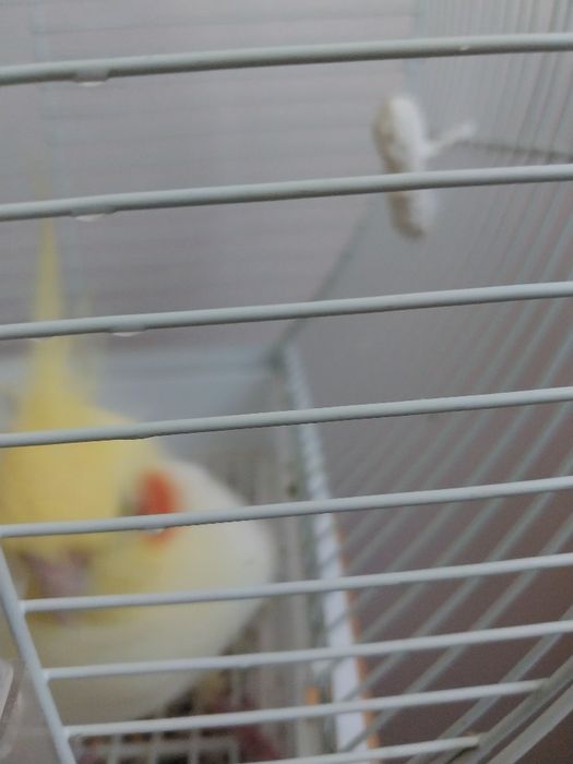 Продаётся Корелла. 2 мальчика