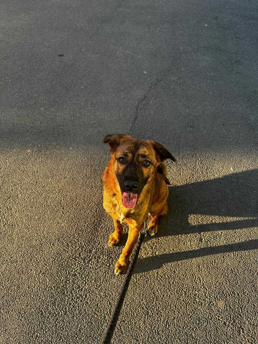 Donez metis-malinois (ciobanesc belgian)