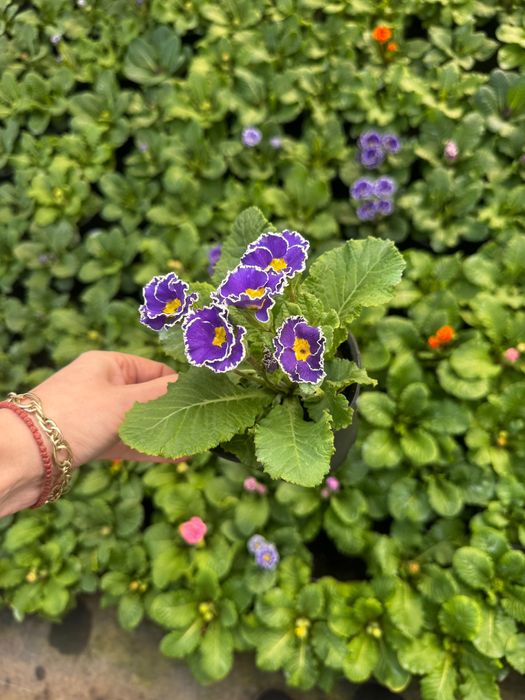 Primula la super pret