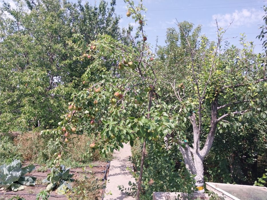 Дача на бугарках