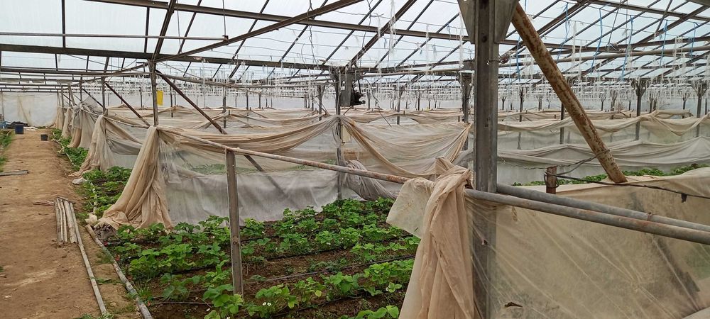 Продется бизнес тепличное хозяйство