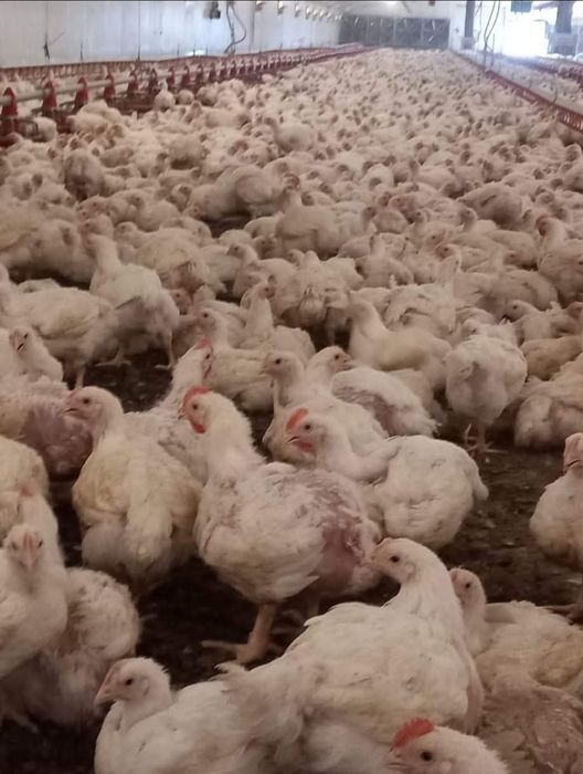 Pui alb-Pui Rasa Mixta-Rațe