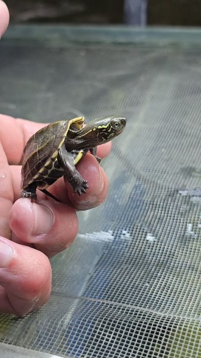 Черная хвостатая черепаха