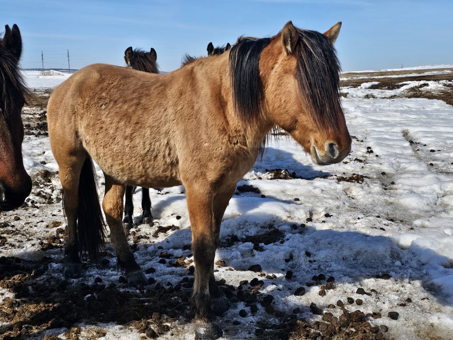Продам жеребца айғыр
