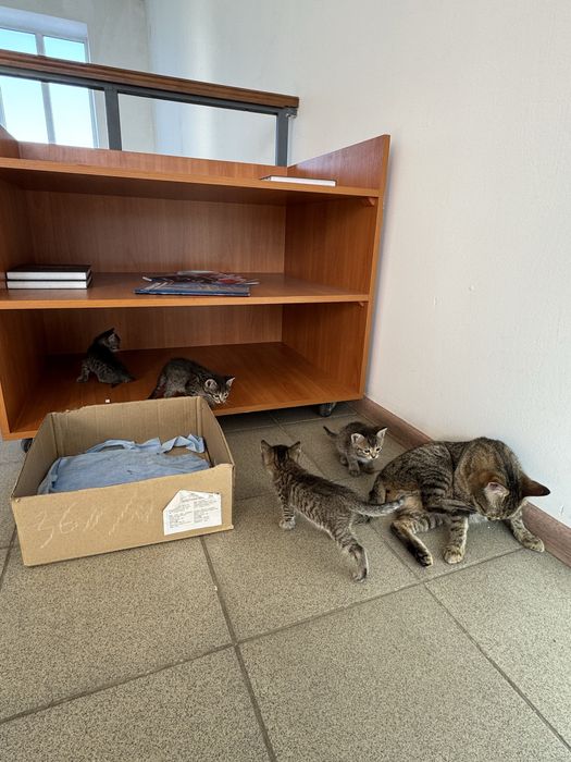 Котята даром