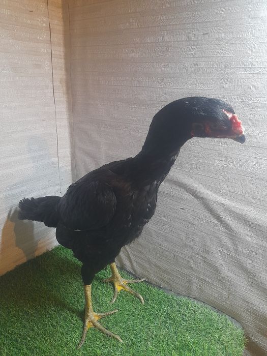 Бойцовы мекен тулек