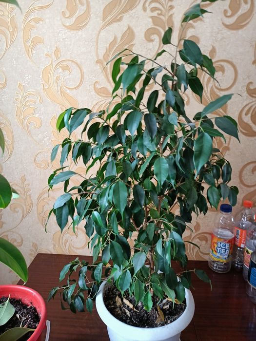 Продам комнатные растения