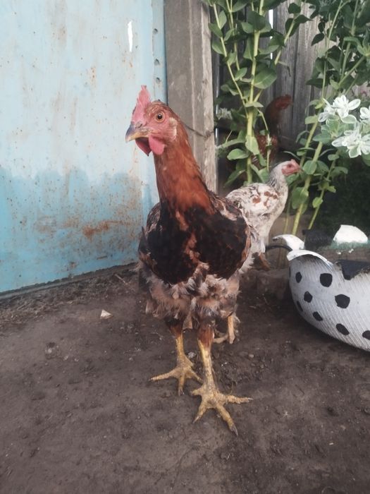 цыплята вывод февраль