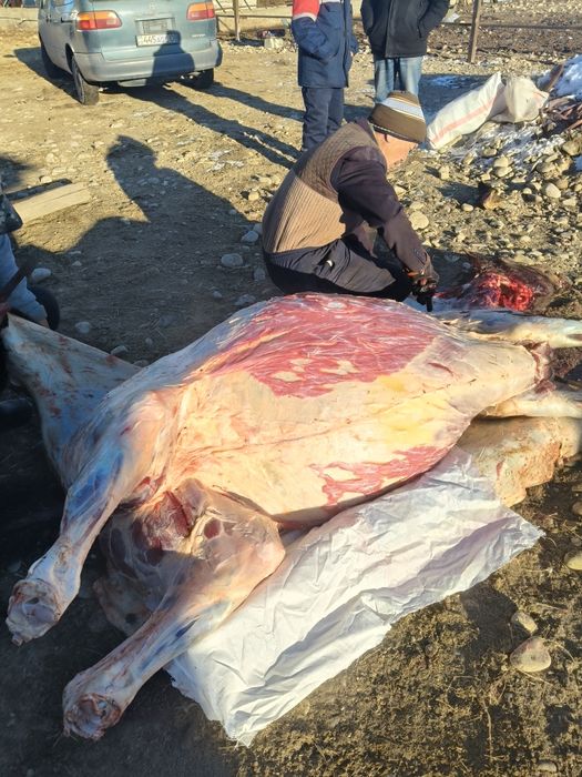 Ет, согым,соғым,жылкынын ети