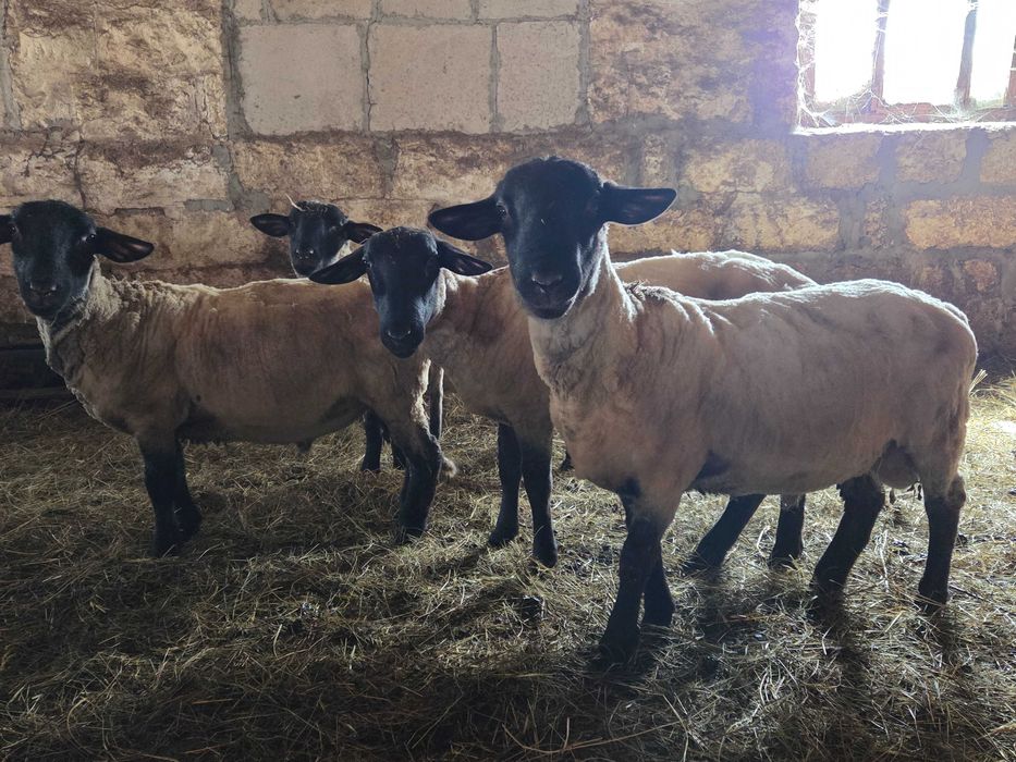 Berbeci Suffolk de vânzare