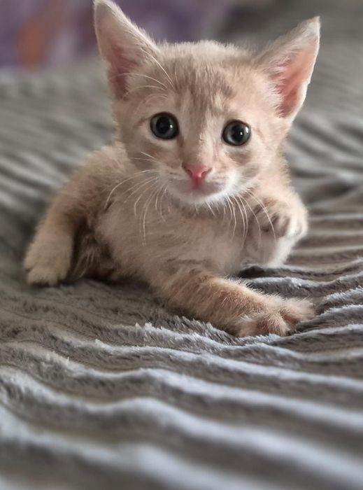 Ищем семью для котят