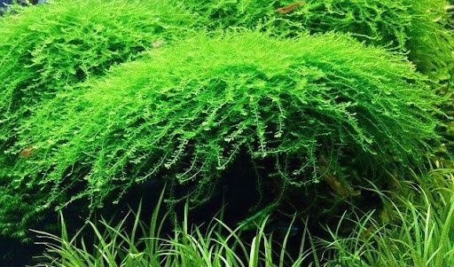 Аквариумное растение Мох Бабл