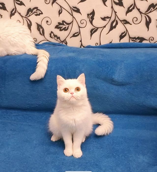 Экзотическая короткошерстная девочка