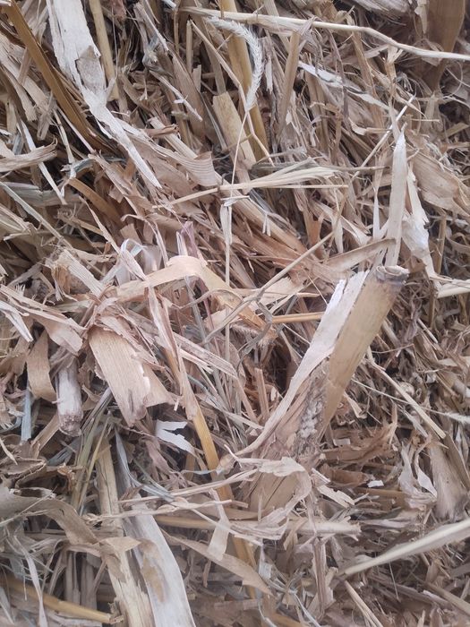 Vînd baloți de trifoi