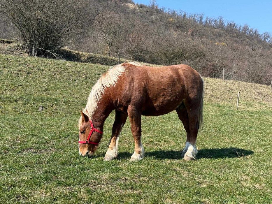 Armăsar tânăr de vânzare – crescut natural, cu acte și cip