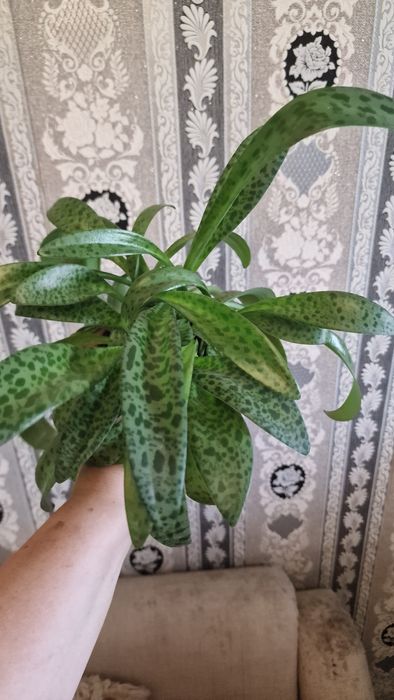 Продам дримиопсис