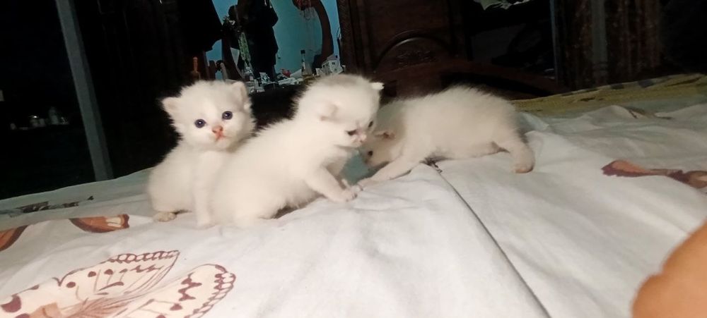 Котята британские чистокровные.