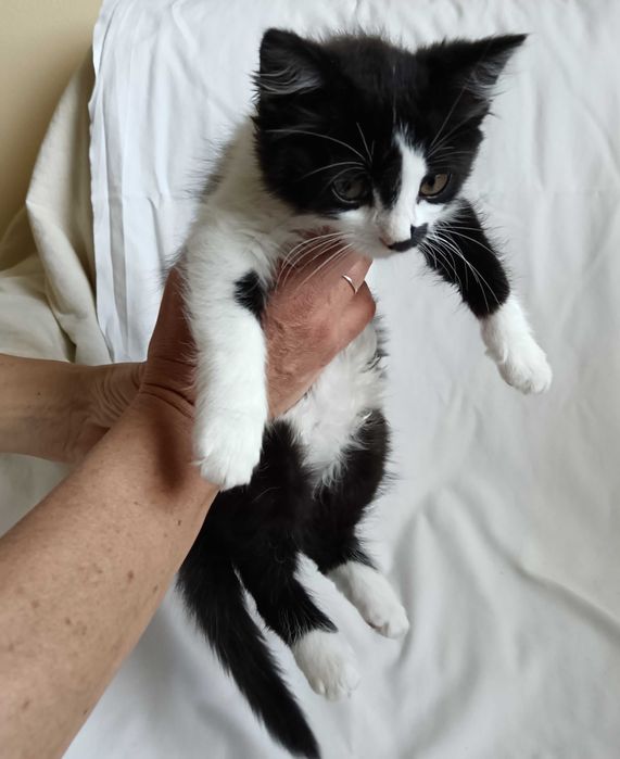 Подарявам малко котенце на 3 месеца